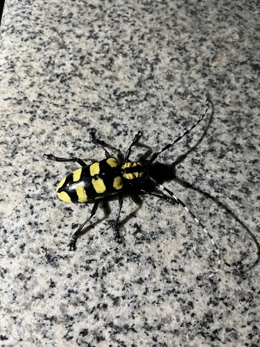 Chinaberry Yellow-banded Longhorn Beetle