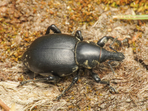 Liparus mariai
