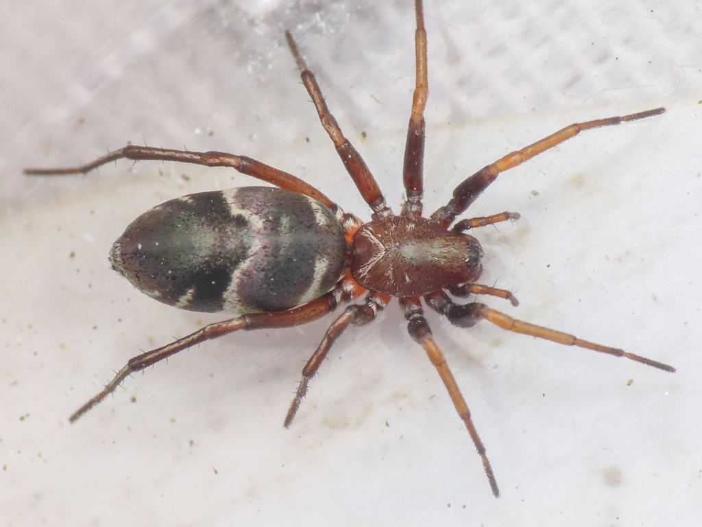 Micaria albovittata