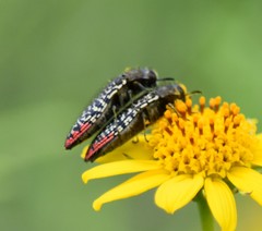 Acmaeodera haemorrhoa