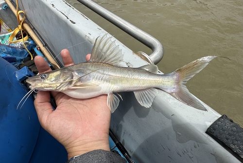 Spotfin bagrid (Hemibagrus spilopterus) — Bagridae — 2