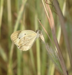 Colotis etrida