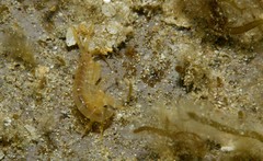 Maeridae