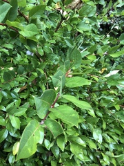 Magnoliopsida