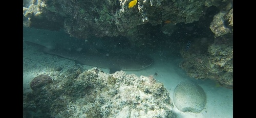 Whitetip Reef Shark