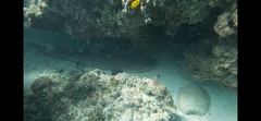 Whitetip Reef Shark
