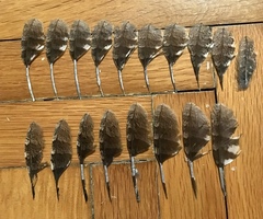 Otus scops