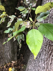 Populus trichocarpa