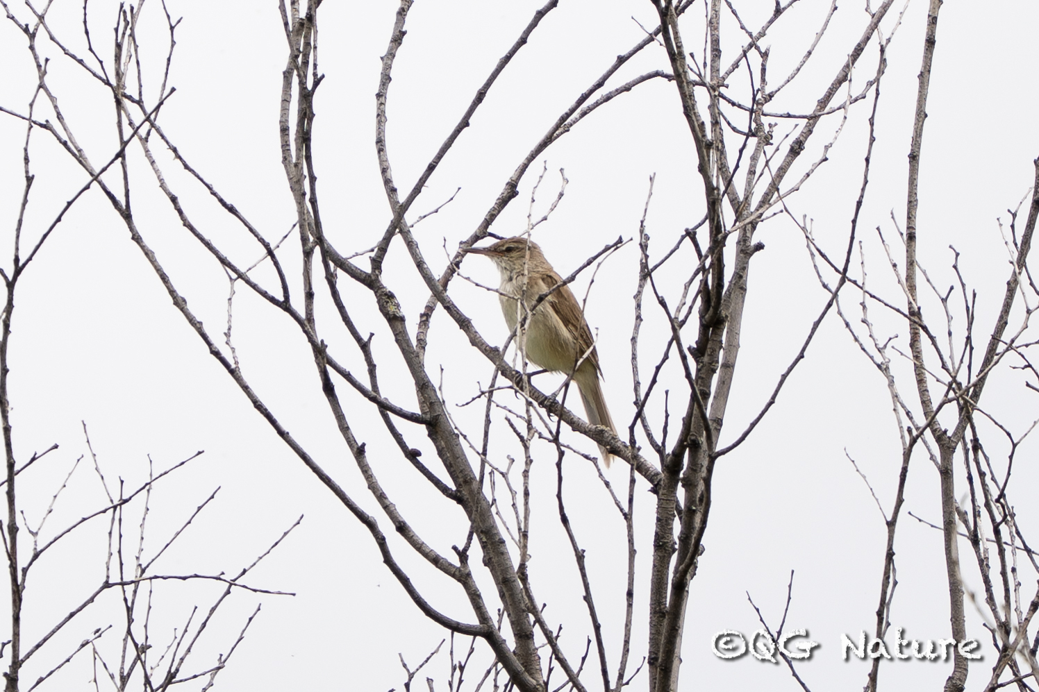 Clamorous Reed Warbler