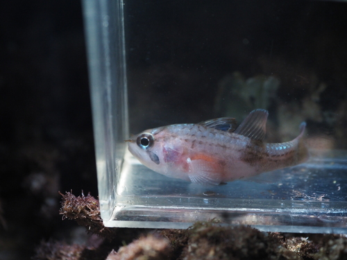Apogonichthys ocellatus observed 2022-11-26