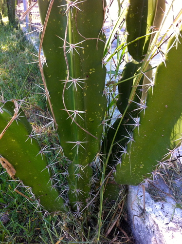 Triangle cactus (Acanthocereus tetragonus)  iNaturalist
