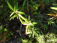 Rhododendron groenlandicum