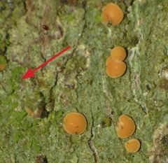 Siphonolejeunea nudipes