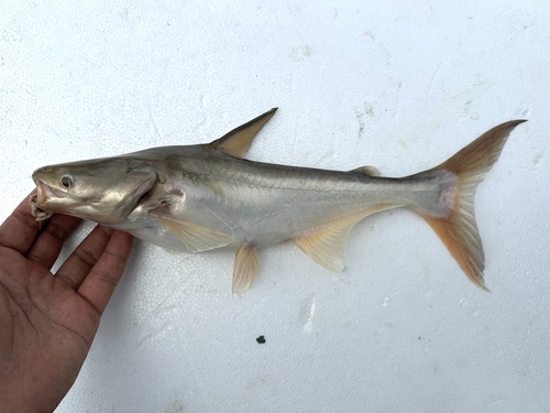 Shellfeeder shark catfish (Pangasius conchophilus) — Pangasiidae — 2
