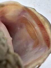 Snail-Eating Pangasius photo 5
