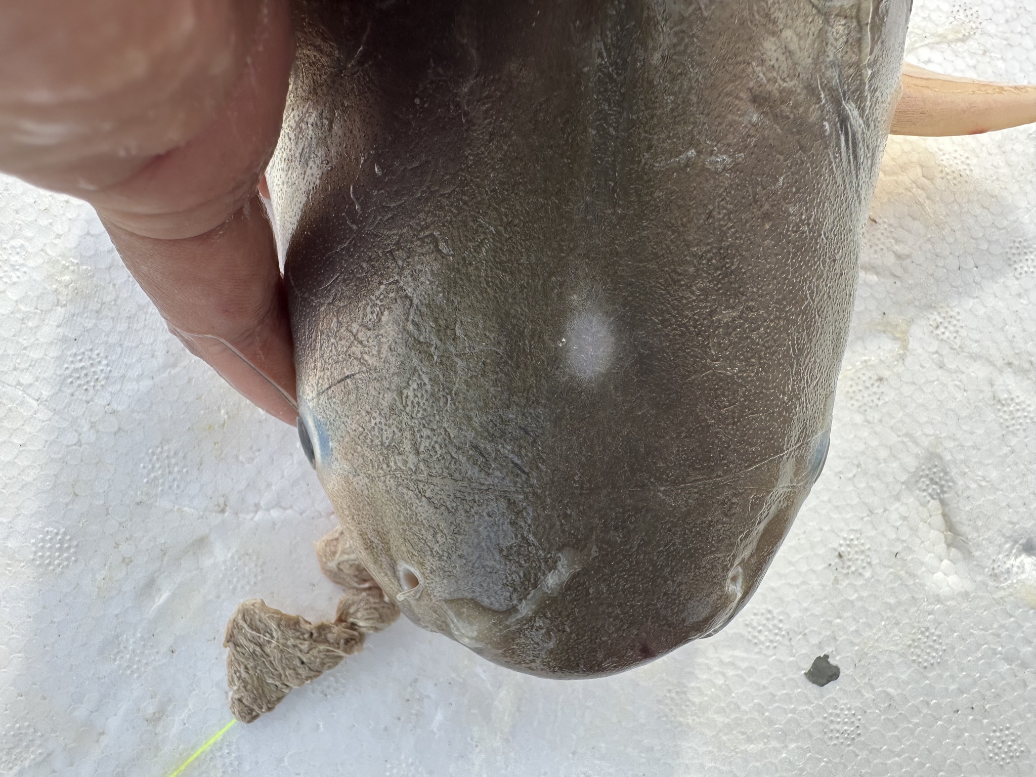 Snail-Eating Pangasius photo 8