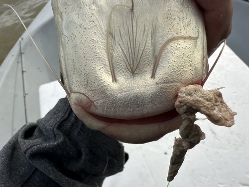 Shellfeeder shark catfish (Pangasius conchophilus) — Pangasiidae — 4
