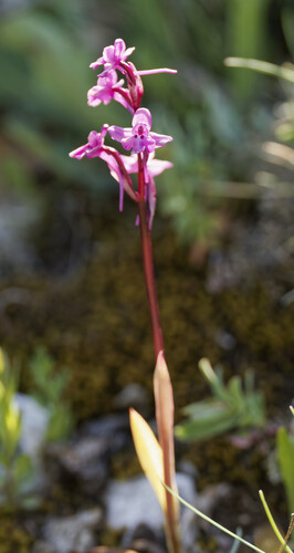 four-spotted orchis (Orchis quadripunctata)