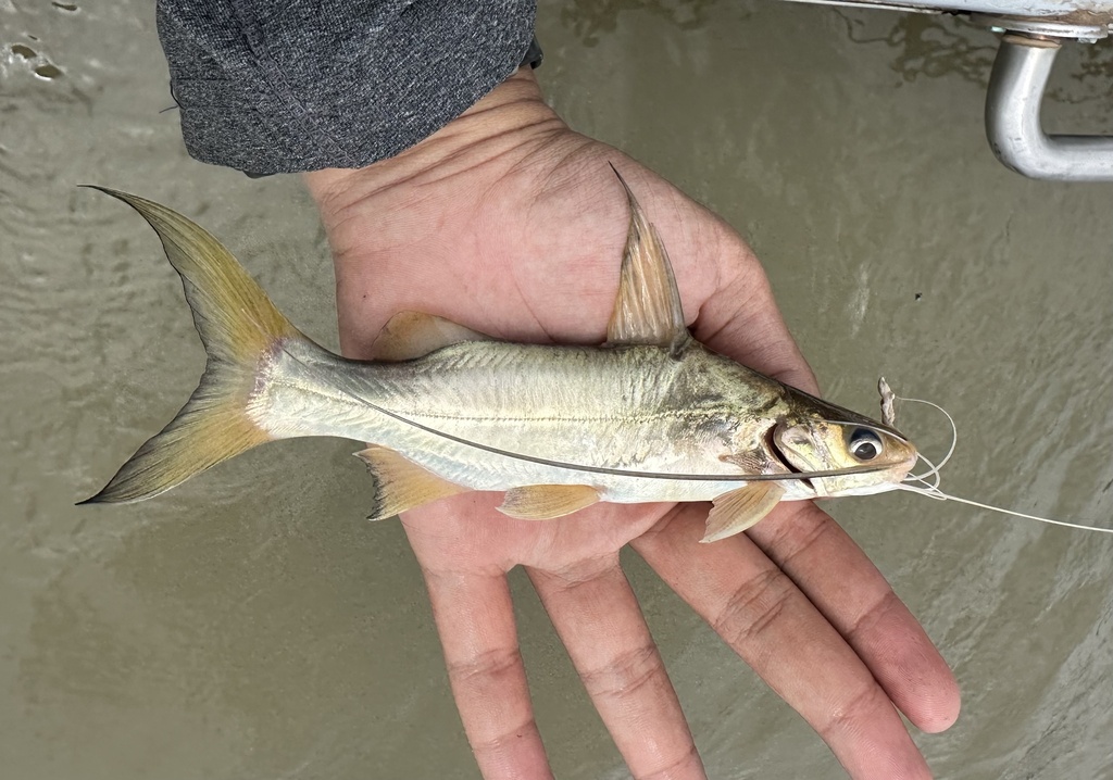 Highfin Mystus