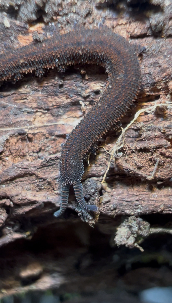 Hylonomoipos brookensis