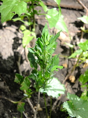 Chenopodium