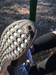 Acanthocephala declivis