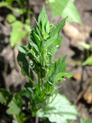 Chenopodium