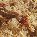 Sydney's Pygmy Pipehorse - Photo (c) John Turnbull, some rights reserved (CC BY-NC-SA)