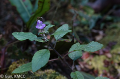 Streptocarpus hilsenbergii