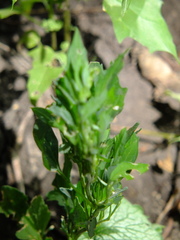 Chenopodium
