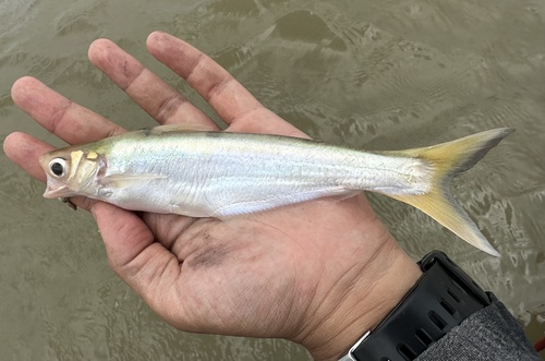 Longbarbel pangasius (Pangasius macronema) — Pangasiidae — 2