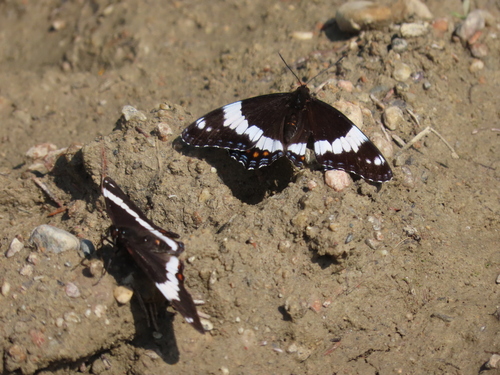 Western White Admiral