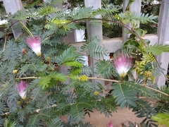 Calliandra surinamensis