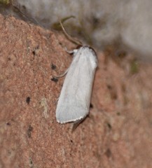 Leucocnemis nivalis