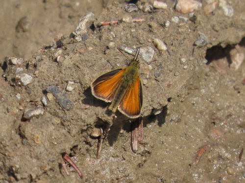Essex Skipper