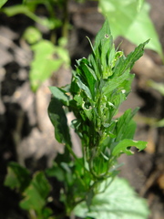 Chenopodium