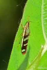 Raphirhinus phosphoreus