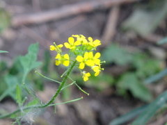 Sisymbrium loeselii