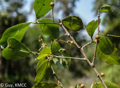 Oncostemum buxifolium