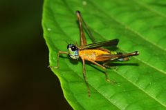 Eumastax simoni