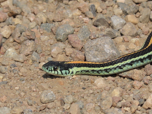 Plains Garter Snake