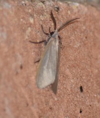 Pygarctia pterygostigma