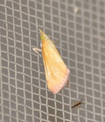 Xanthostege roseiterminalis