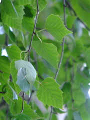 Betula