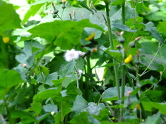 Sonchus oleraceus