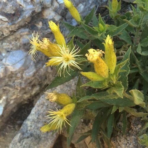 Image of Silene parishii by (c) Matt Berger, some rights reserved (CC BY)