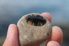 Rhyssoplax olivacea