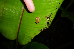 Dendropsophus ebraccatus image