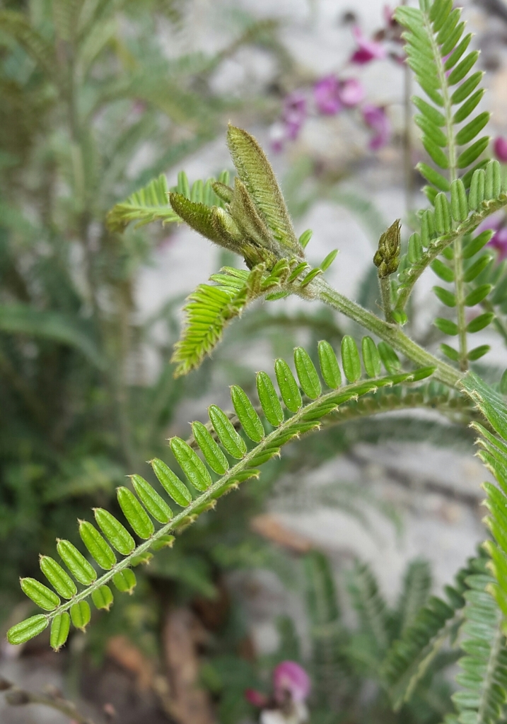 Coursetia dubia