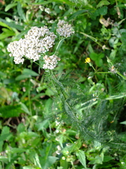 Achillea millefolium